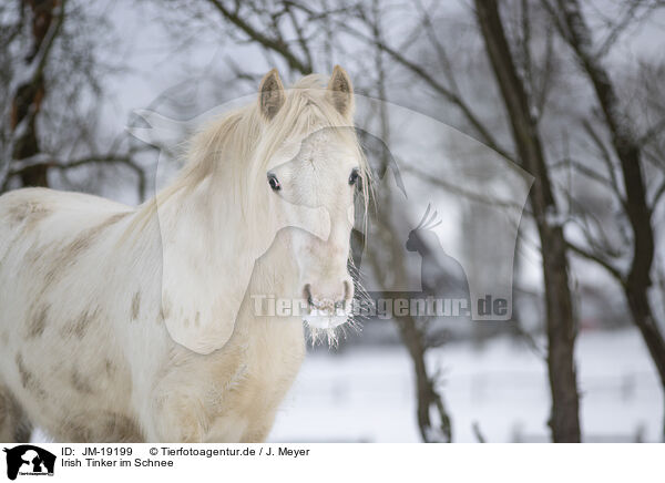 Irish Tinker im Schnee / Irish Tinker in snow / JM-19199