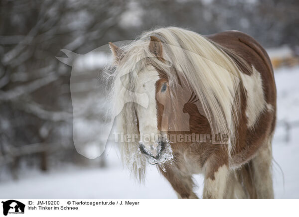 Irish Tinker im Schnee / JM-19200