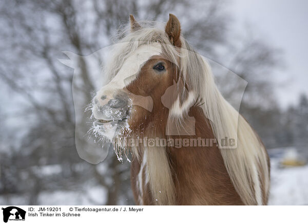 Irish Tinker im Schnee / Irish Tinker in snow / JM-19201