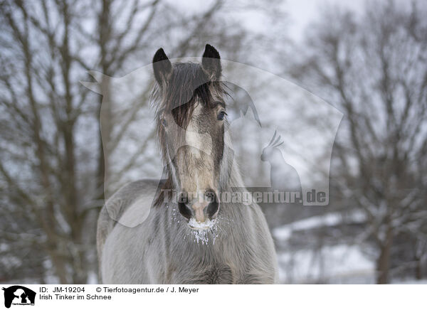 Irish Tinker im Schnee / Irish Tinker in snow / JM-19204