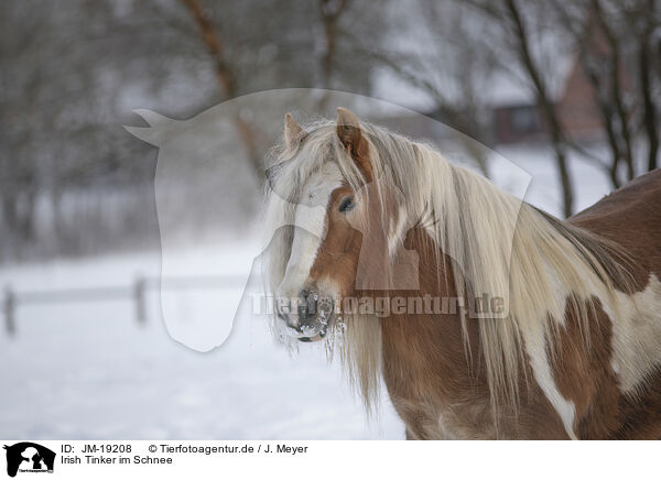 Irish Tinker im Schnee / Irish Tinker in snow / JM-19208