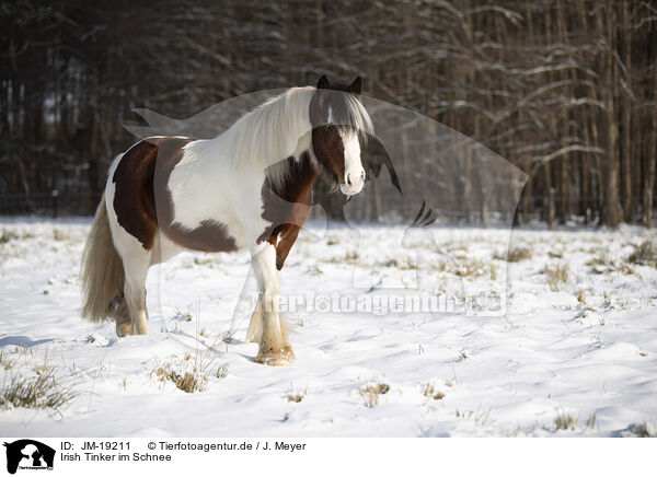 Irish Tinker im Schnee / Irish Tinker in snow / JM-19211