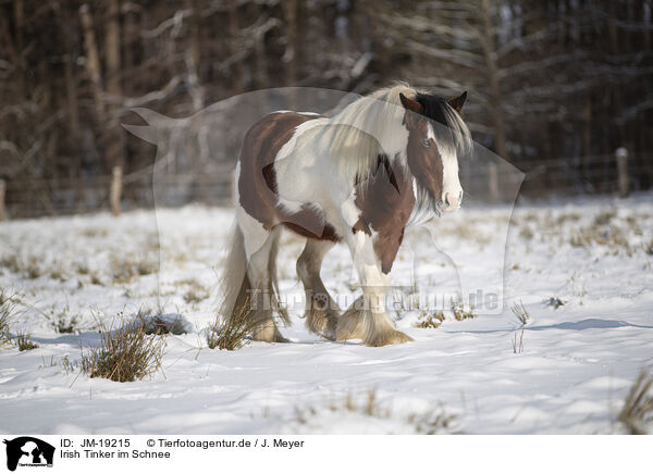 Irish Tinker im Schnee / JM-19215