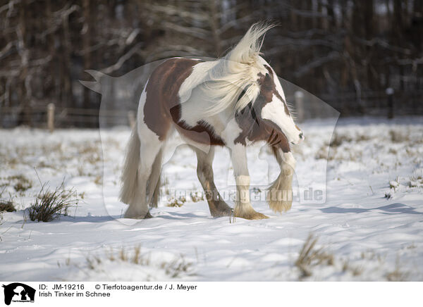 Irish Tinker im Schnee / Irish Tinker in snow / JM-19216