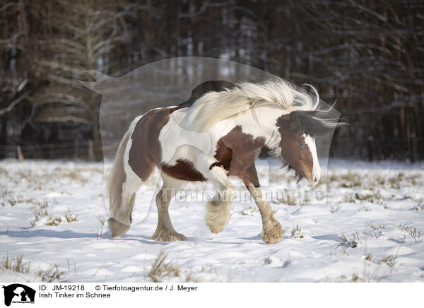 Irish Tinker im Schnee / Irish Tinker in snow / JM-19218