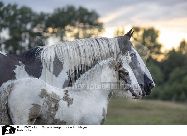 Irish Tinker / Irish Tinker / JM-23242