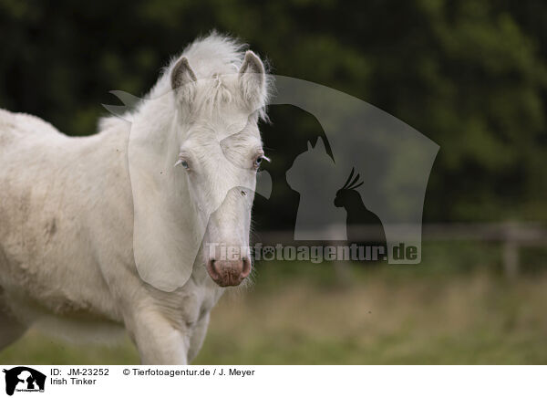 Irish Tinker / Irish Tinker / JM-23252