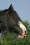 Irish Tinker Portrait