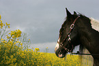 Irish Tinker Portrait