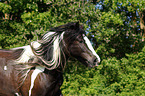 Irish Tinker Portrait