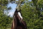 Irish Tinker Portrait