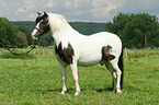 Irish Tinker