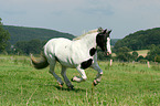 galoppierender Irish Tinker