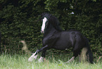 galoppierender Irish Tinker