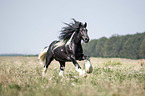 galoppierender Irish Tinker Hengst