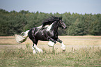 galoppierender Irish Tinker Hengst