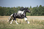 galoppierender Irish Tinker Hengst