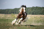 galoppierender Irish Tinker Hengst