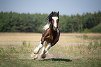 galoppierender Irish Tinker Hengst