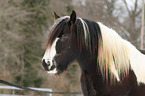 Irish Tinker Portrait