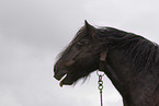 Irish Tinker Portrait