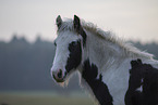 Irish Tinker Fohlen