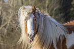 Irish Tinker Portrait