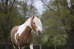 Irish Tinker Portrait