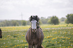 Irish Tinker Portrait