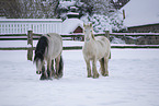 Irish Tinker im Schnee