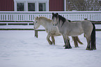 Irish Tinker im Schnee