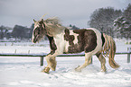 Irish Tinker im Schnee