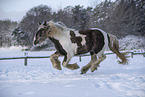 Irish Tinker im Schnee