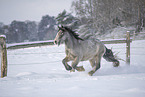 Irish Tinker im Schnee