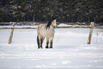 Irish Tinker im Schnee