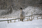 Irish Tinker im Schnee