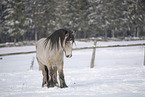 Irish Tinker im Schnee