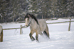 Irish Tinker im Schnee