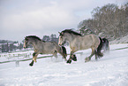 Irish Tinker im Schnee