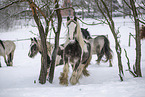 Irish Tinker im Schnee