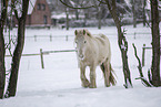 Irish Tinker im Schnee