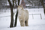 Irish Tinker im Schnee