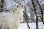 Irish Tinker im Schnee