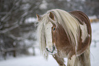 Irish Tinker im Schnee