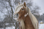 Irish Tinker im Schnee