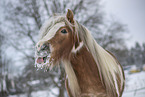 Irish Tinker im Schnee