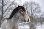 Irish Tinker im Schnee