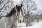 Irish Tinker im Schnee