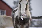 Irish Tinker im Schnee