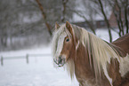 Irish Tinker im Schnee